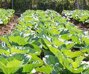 Sustainable Agriculture: Breadfruit, Peppers, & Limes