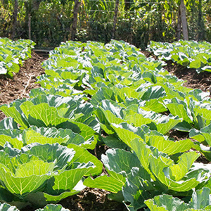 Sustainable Agriculture: Breadfruit, Peppers, & Limes